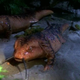 “Captain’s orders—get me 40 lbs. of insects and a half-filled aquarium built for two.”